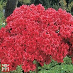 Azalea 'Japanese Red' -NAOMI Plant Shop red2