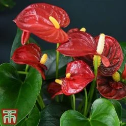 Anthurium Aqua - Gift -NAOMI Plant Shop red211