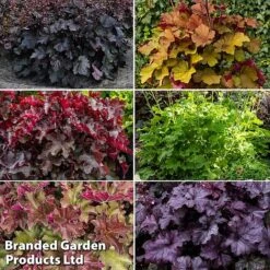 Heuchera Rex Collection -NAOMI Plant Shop rex coll3