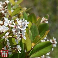 Rhaphiolepis Umbellata F. Ovata -NAOMI Plant Shop rhap ume3