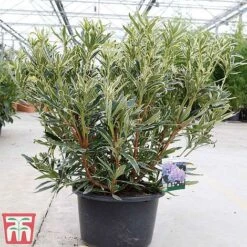 Rhododendron Ponticum 'Variegatum' -NAOMI Plant Shop rhod var