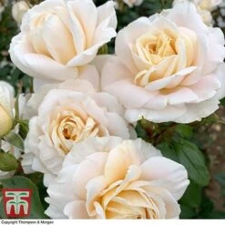 Rose 'Champagne Moment' (Floribunda Rose) -NAOMI Plant Shop rose cham4