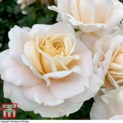 Rose 'Champagne Moment' (Floribunda Rose) -NAOMI Plant Shop rose cham5