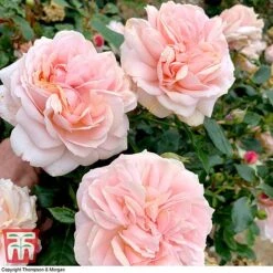 Rose 'Joie De Vivre' (Floribunda Rose)