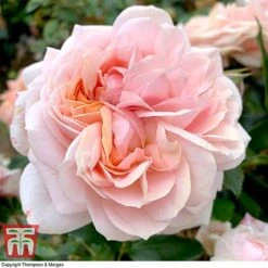 Rose 'Joie De Vivre' (Floribunda Rose) -NAOMI Plant Shop rose joi3