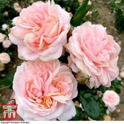 Rose 'Joie De Vivre' (Floribunda Rose) -NAOMI Plant Shop rose joi4
