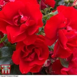 Rose 'Moment In Time' (Floribunda Rose) -NAOMI Plant Shop rose mom