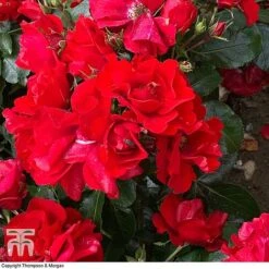 Rose 'Moment In Time' (Floribunda Rose) -NAOMI Plant Shop rose mom2