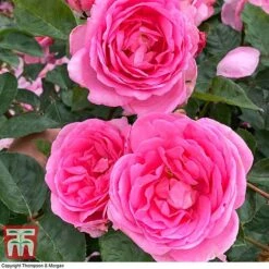 Rose 'Mum In A Million' (Hybrid Tea Rose) -NAOMI Plant Shop rose mum2