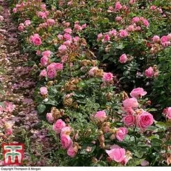 Rose 'Mum In A Million' (Hybrid Tea Rose) -NAOMI Plant Shop rose mum3