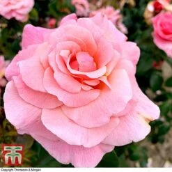 Rose 'Tinkled Pink' (Floribunda Rose) -NAOMI Plant Shop rose tickle3