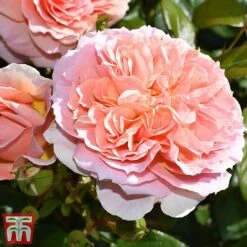 Rose 'It's A Wonderful Life' (Floribunda Rose) -NAOMI Plant Shop rose wonderful