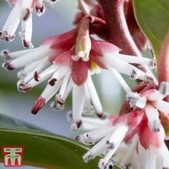 Sarcococca Hookeriana 'Winter Gem' -NAOMI Plant Shop s2TM