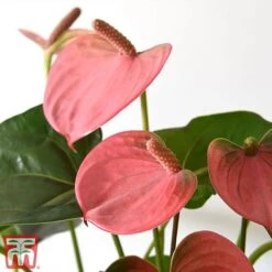 Anthurium Aqua Salmon In Sierglass -NAOMI Plant Shop salmon21