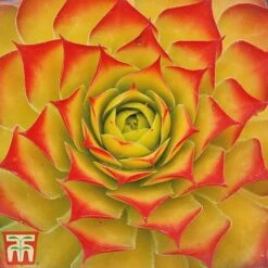 Sempervivum 'Chick Charms&reg; Gold Nugget' -NAOMI Plant Shop semp chi a