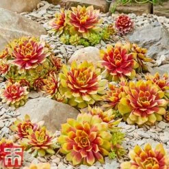 Sempervivum 'Chick Charms&reg; Gold Nugget'