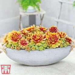 Sempervivum 'Chick Charms&reg; Gold Nugget' -NAOMI Plant Shop semp chi d