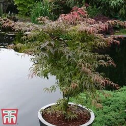 Acer Palmatum 'Shirazz' -NAOMI Plant Shop shirazz4
