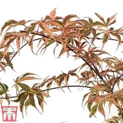 Acer Palmatum 'Shirazz' -NAOMI Plant Shop shirazz5