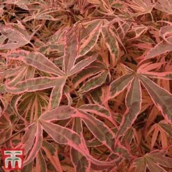 Acer Palmatum 'Shirazz' -NAOMI Plant Shop shirazz6