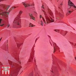 Acer Palmatum 'Shirazz' -NAOMI Plant Shop shirazz7