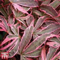 Acer Palmatum 'Shirazz' -NAOMI Plant Shop shirazz8