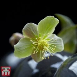 Hellebore 'Silver Star' -NAOMI Plant Shop silver3