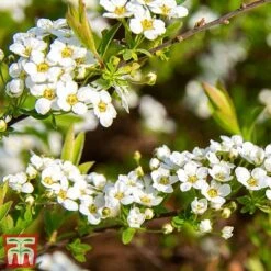 Spiraea Cinerea 'Graciosa' -NAOMI Plant Shop spir grac2
