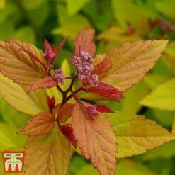Spiraea Betulifolia 'Pink Sparkler' -NAOMI Plant Shop spir pi