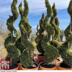 Leyland Cypress 'Castlewellan' Topiary -NAOMI Plant Shop spiral