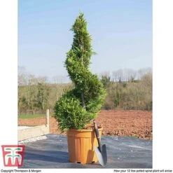 Leyland Cypress 'Castlewellan' Topiary -NAOMI Plant Shop spiral1