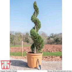 Leyland Cypress 'Castlewellan' Topiary -NAOMI Plant Shop spiral2