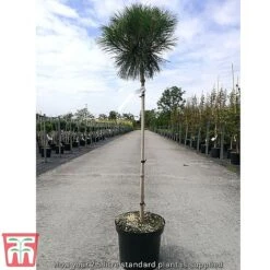 Pinus Nigra 'Pierrick Bregéon' -NAOMI Plant Shop standard