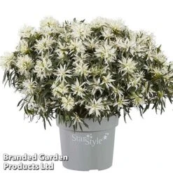 Azalea 'Starstyle White' -NAOMI Plant Shop starwhite