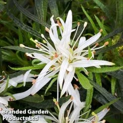 Azalea 'Starstyle White' -NAOMI Plant Shop starwhite2