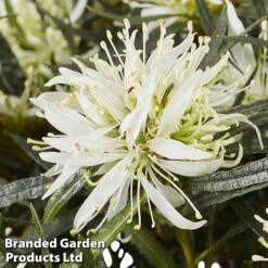 Azalea 'Starstyle White' -NAOMI Plant Shop starwhite4
