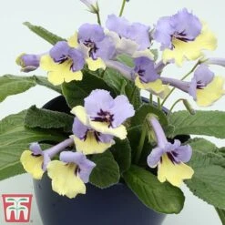 Streptocarpus 'Harlequin Blue' -NAOMI Plant Shop strep