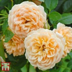 Rose 'Sweetie' (Patio Rose Standard) -NAOMI Plant Shop sweet31