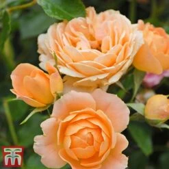 Rose 'Sweetie' (Patio Rose Standard) -NAOMI Plant Shop sweet5