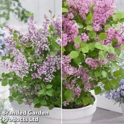 Syringa Flowerfesta® Duo -NAOMI Plant Shop syri duo3
