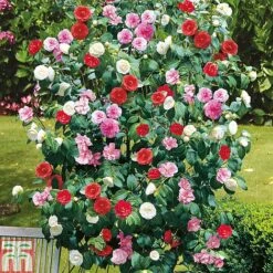 Camellia 'Tricolour'