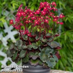 Saxifraga Dancing Pixies Duo -NAOMI Plant Shop tally