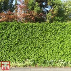 Thuja Occidentalis 'Brabant' -NAOMI Plant Shop thujab