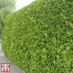 Thuja Occidentalis 'Brabant' -NAOMI Plant Shop thujac