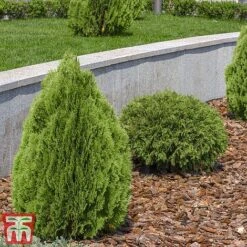 Thuja Occidentalis 'Brabant' -NAOMI Plant Shop thujaf