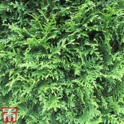 Thuja Occidentalis 'Brabant' -NAOMI Plant Shop thujja