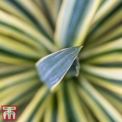 Cordyline Australis 'Torbay Dazzler' -NAOMI Plant Shop torbay 2