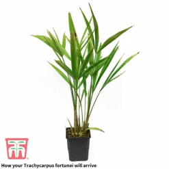 Trachycarpus Fortunei -NAOMI Plant Shop trach 2