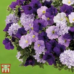 True Beauty Colour Themed Collection -NAOMI Plant Shop truebeauty3