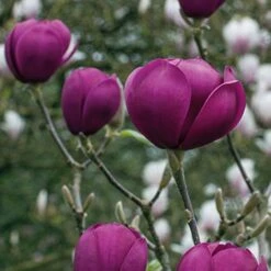 Magnolia 'Black Tulip' -NAOMI Plant Shop tulip3